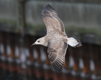 Herring Gull / Gråtrut (Larus argentatus)