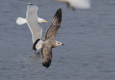Herring Gull / Gråtrut (Larus argentatus)