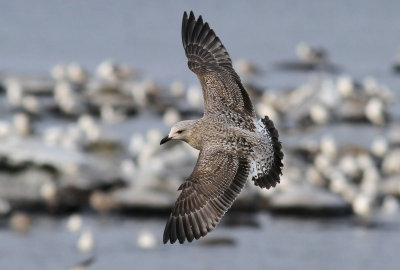 Herring Gull / Gråtrut (Larus argentatus)