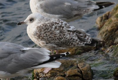 Herring Gull / Gråtrut (Larus argentatus)