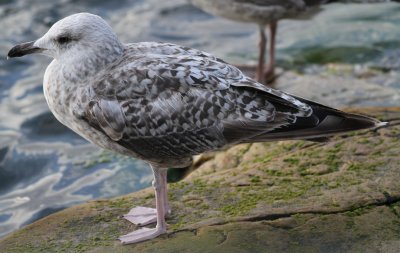 Herring Gull / Gråtrut (Larus argentatus)