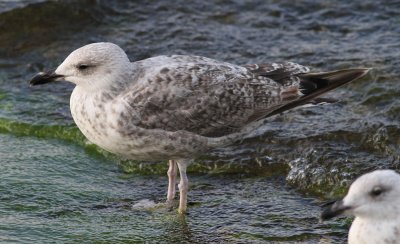 Herring Gull / Gråtrut (Larus argentatus)
