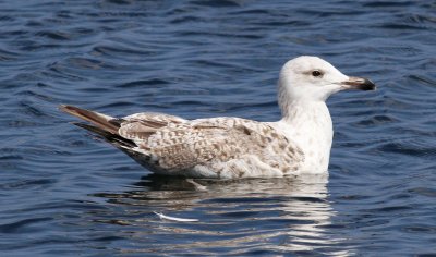 Herring Gull / Gråtrut (Larus argentatus)