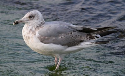 Herring Gull / Grtrut (Larus argentatus)