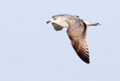 Great Black-backed Gull / Havstrut (Larus marinus)