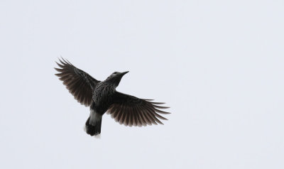 Nutcracker / Ntkrka (Nucifruga caryocatactes)