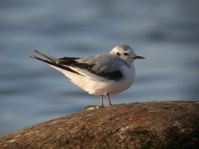 Little Gull / Dvrgms (Larus minutus)