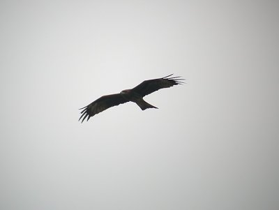 Black-eared Kite / Brun glada (Milvus migrans lineatus)