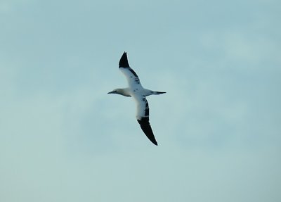 Gannet / Havssula (Morus bassanus)