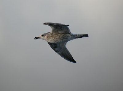 Great Black-backed Gull / Havstrut (Larus marinus)