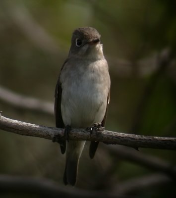 Asian Brown Flycatcher / Glasgonflugsnappare (Muscicapa dauurica)