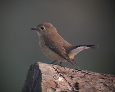 Taiga Flycatcher / Taigaflugsnappare (Ficedula albicilla)