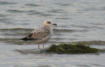 Herring Gull / Gråtrut (Larus argentatus)