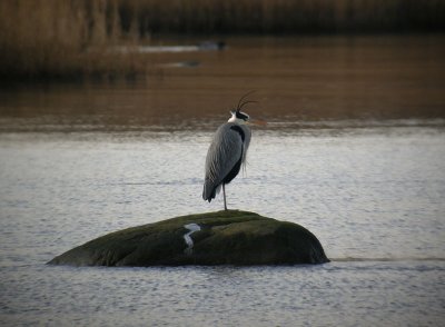 Grey Heron / Häger (Ardea cinerea)