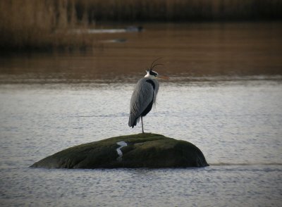 Grey Heron / Hger (Ardea cinerea)