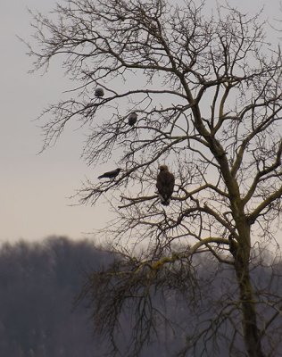Golden Eagle / Kungsrn (Aquila chrysaetos)
