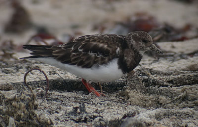 Turnstone / Roskarl (Arenaria interpres)