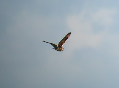 Short-eared Owl / Jorduggla (Asio flammeus)