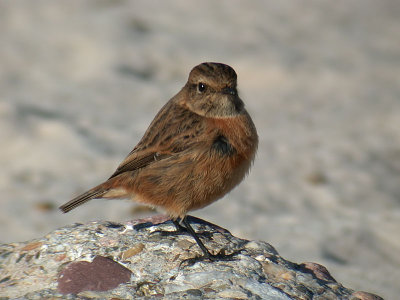 Stonechat / Svarthakad buskskvtta (Saxicola torquata)