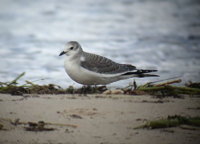 Sabine's Gull / Trnms (Larus sabini)