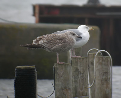 Herring Gull / Gråtrut (Larus argentatus)