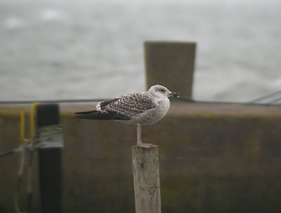 Great Black-backed Gull / Havstrut (Larus marinus)