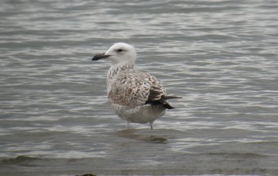 Caspian Gull / Kaspisk trut (Larus cachinnans)