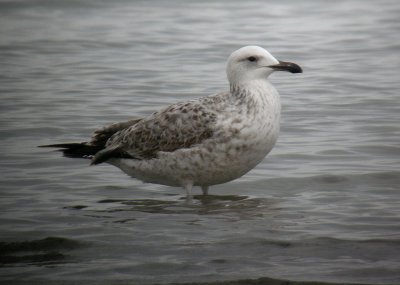 Caspian Gull / Kaspisk trut (Larus cachinnans)