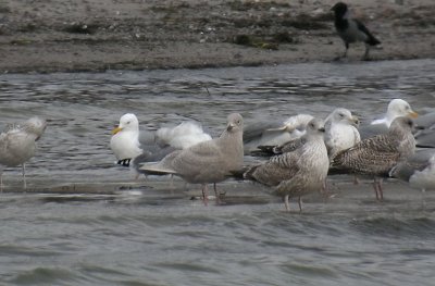 Iceland Gull / Vitvingad trut (Larus glaucoides)