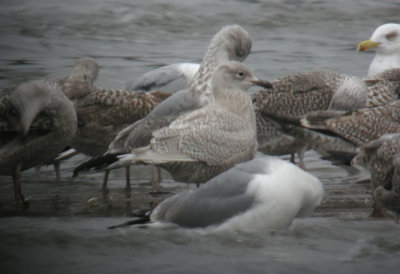 Iceland Gull / Vitvingad trut (Larus glaucoides)