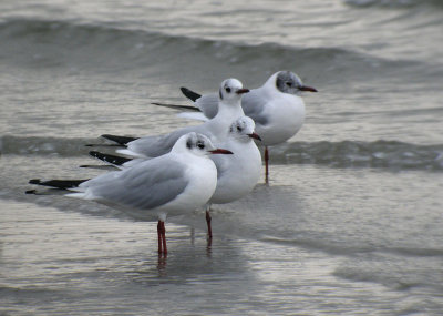 Black-headed Gull / Skrattmås (Chroicocephalus ridibundus)