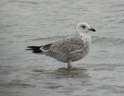 Herring Gull / Grtrut (Larus argentatus)