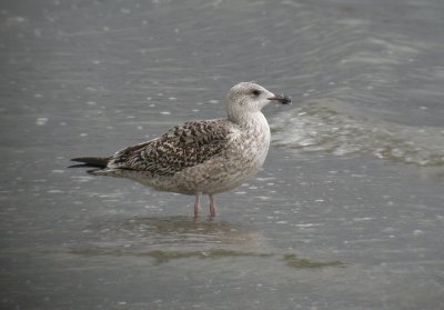 Great Black-backed Gull / Havstrut (Larus marinus)
