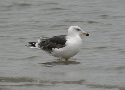 Great Black-backed Gull / Havstrut (Larus marinus)