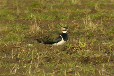Northern Lapwing / Tofsvipa (Vanellus vanellus)