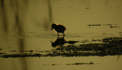 Avocet / Skärfläcka (Recurvirostra avosetta)