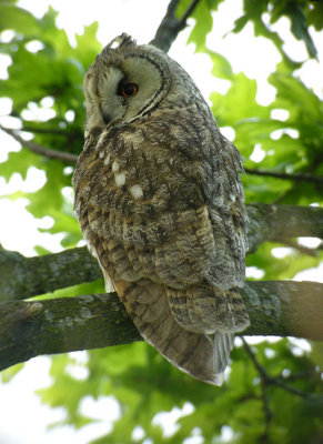 Long-eared Owl / Hornuggla (Asio otus)