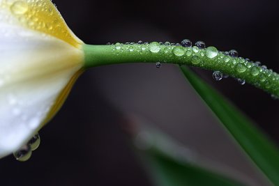 Spring Shower