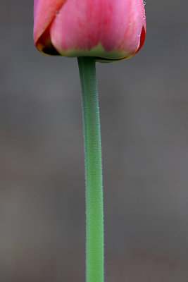 Tall