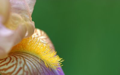 Iris Stash