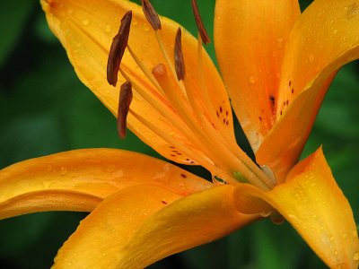 Summer Shower