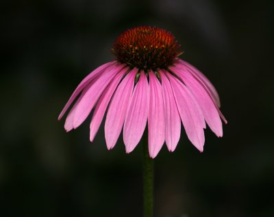 Purple Echinacea