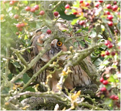 Long Eared Owl