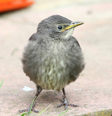 Young Starling