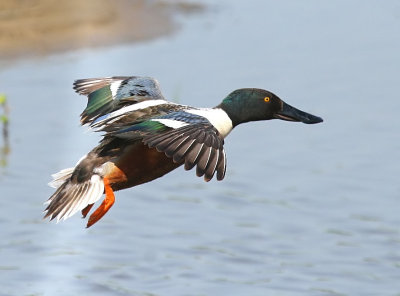 Shoveler