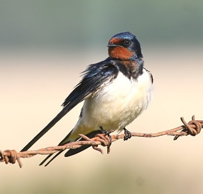 Swallow