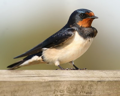 Swallow