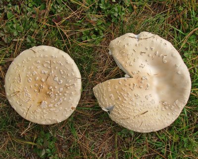 PacMan Mushroom