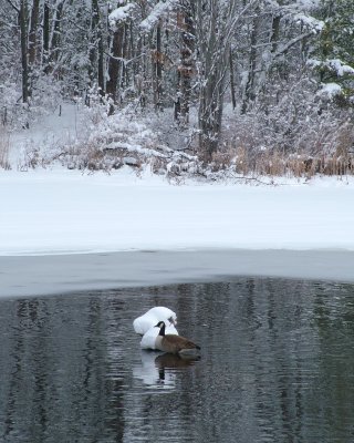 Canada goose