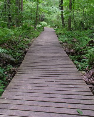 Broad Meadow Brook path